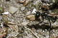Ammophila sabulosa Weibchen 2 Fotos