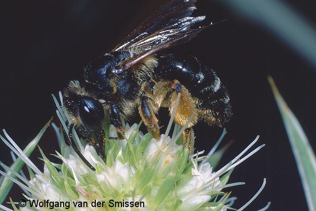 Sandbiene Andrena flavipes Weibchen