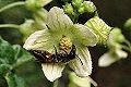 Wildbiene des Jahres 2015: Sandbiene Andrena florea