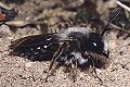 Sandbiene Andrena vaga Männchen