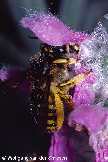 Wollbiene Anthidium manicatum Weibchen