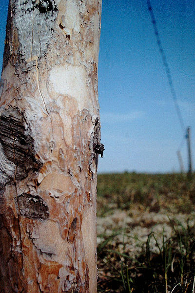 Harzbiene Anthidium strigatum Bruttopf am Zaunpfahl