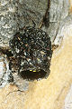 Harzbiene Anthidium strigatum Weibchen im Bruttopf