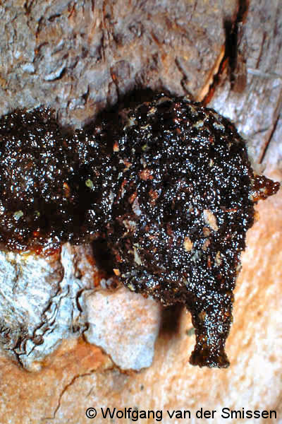 Harzbiene Anthidium strigatum fertiger Bruttopf