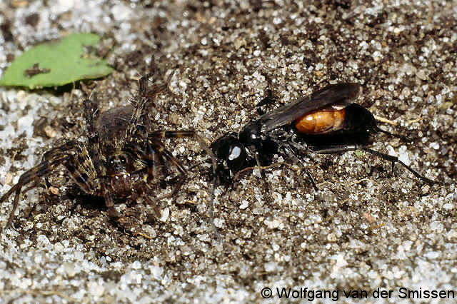 Wegwespe Arachnospila anceps Weibchen mit Beute