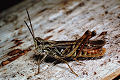 Feldheuschrecke Chorthippus biguttulus (Nachtigall-Grashüpfer) Männchen