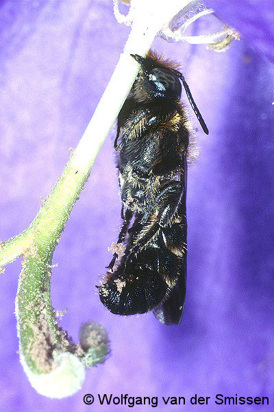 Scherenbiene Chelostoma rapunculi Männchen