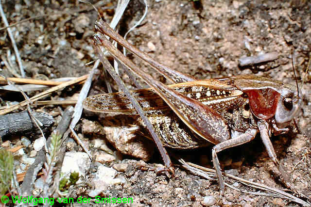Laubheuschrecke Decticus verrucivorus (Warzenbeißer) Männchen