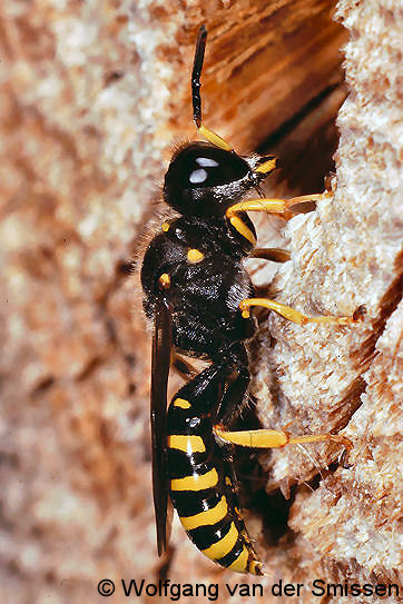 Grabwespe Ectemnius sexcinctus Männchen