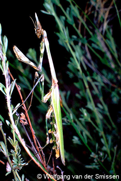Fangschrecke Empusa pennata (Gottesanbeterin) Weibchen