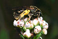 Furchenbiene Lasioglossum leucopus Weibchen