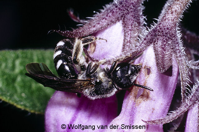 Furchenbiene Lasioglossum sexnotatum Weibchen