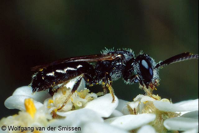 Furchenbiene Lasioglossum lucidulum Männchen