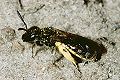 Furchenbiene Lasioglossum morio Weibchen