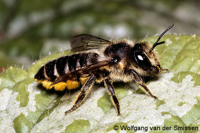 Blattschneiderbiene Megachile centuncularis Weibchen