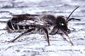 Blattschneiderbiene Megachile ericetorum Männchen