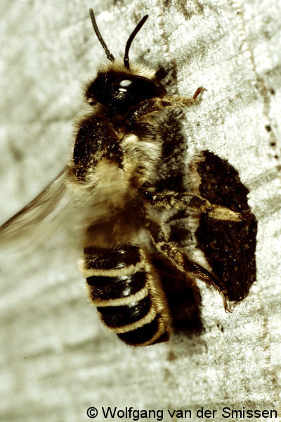 Blattschneiderbiene Megachile ericetorum Weibchen