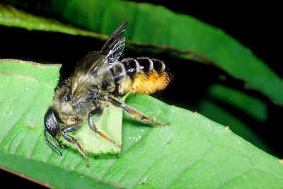 Blattschneiderbiene