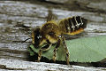 Blattschneiderbiene Megachile willughbiella Weibchen