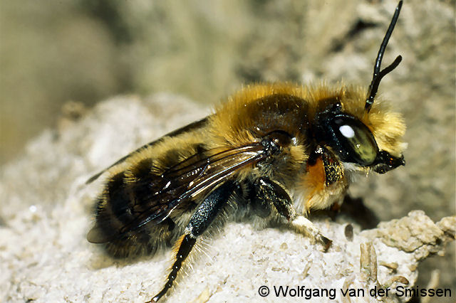 Blattschneiderbiene Megachile willughbiella Männchen