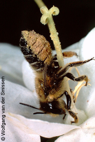 Blattschneiderbiene Megachile willughbiella Weibchen