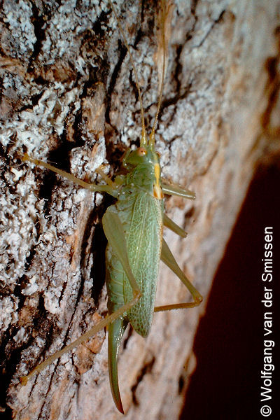Laubheuschrecke Meconema thalassinum (Gemeine Eichenschrecke) Weibchen