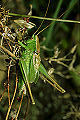 Feldheuschrecke Metrioptera bicolor (Zweifarbige Beißschrecke) Männchen