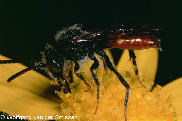 Wespenbiene Nomada fabriciana Männchen