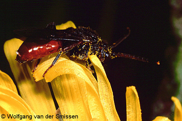 Wespenbiene Nomada fabriciana Weibchen
