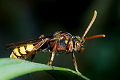 Wespenbiene Nomada flava Weibchen