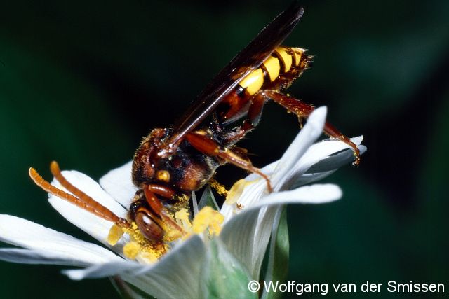 Wespenbiene Nomada flava Männchen