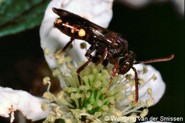 Wespenbiene Nomada flavoguttata Weibchen