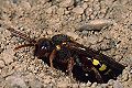 Wespenbiene Nomada lathburiana Weibchen
