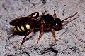 Wespenbiene Nomada lathburiana Weibchen