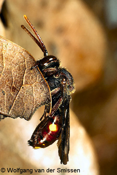 Wespenbiene Nomada moeschleri Weibchen