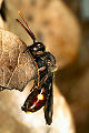 Wespenbiene Nomada moeschleri Weibchen