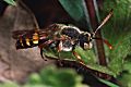 Wespenbiene Nomada ruficornis Männchen