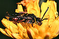 Wespenbiene Nomada similis Weibchen