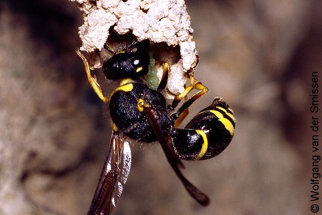 Solitäre Faltenwespe Odynerus spinipes Weibchen mit Beute