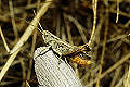 Feldheuschrecke Omocestus haemorrhoidalis (Rotleibiger Grashüpfer) Männchen