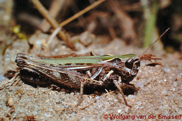 Feldheuschrecke Omocestus haemorrhoidalis (Rotleibiger Grashüpfer) Weibchen