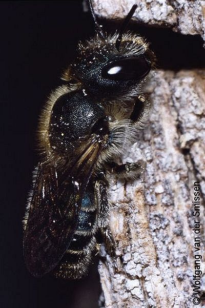 Mauerbiene Osmia caerulescens Weibchen