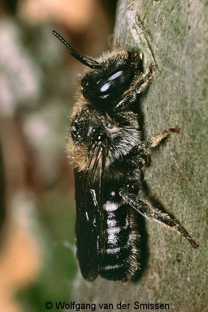 Mauerbiene Osmia claviventris Weibchen