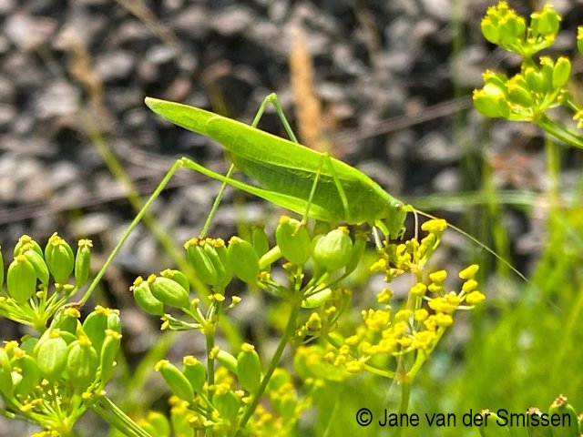 Sichelschrecke Phaneoptera falcata Weibchen