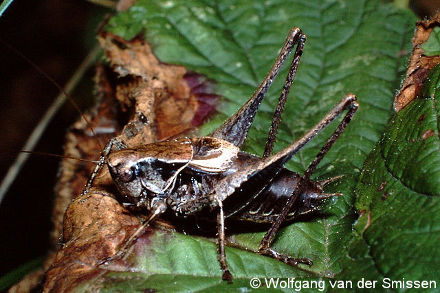 Laubheuschrecke Pholidoptera griseoaptera (Gewöhnliche Strauchschrecke) Männchen