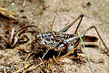 Laubheuschrecke Platycleis albopunctata (Westliche Beißschrecke) Männchen