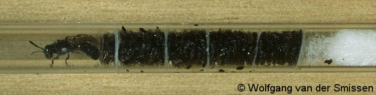 Grabwespe Psenulus fuscipennis Weibchen in Acrylglasröhre mit Beute