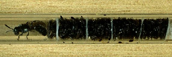 Psenulus fuscipennis Weibchen in Acrylglasröhre mit Läusen