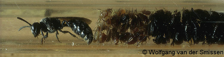 Grabwespe Psenulus fuscipennis Weibchen in Acrylglasröhre mit Beute
