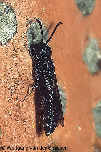 Keulenwespe Sapygina decemguttata Weibchen